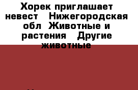 Хорек приглашает невест - Нижегородская обл. Животные и растения » Другие животные   . Нижегородская обл.